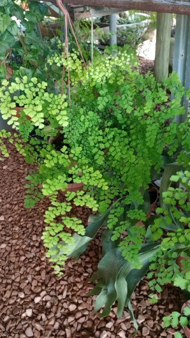 Um cantinho de avencas