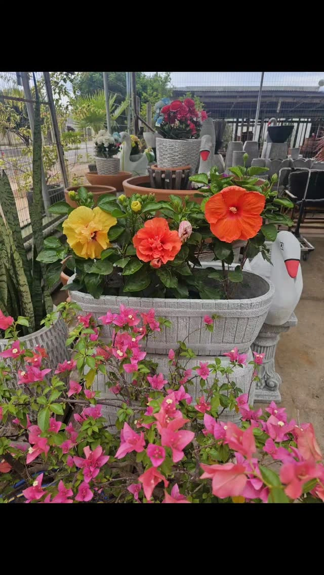 Mais cor para o jardim