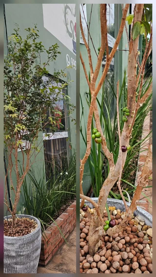 Frutíferas produzindo